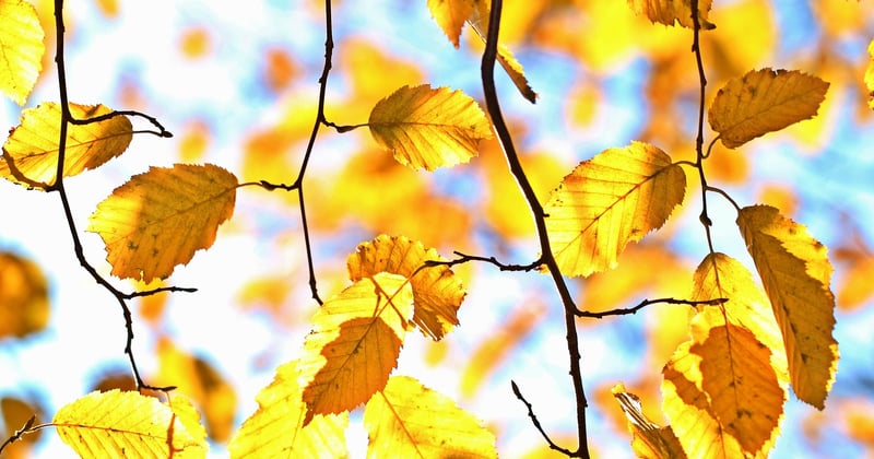 Blog d'actualités et d'informations : suivre la nature en Lorraine au fil des saisons