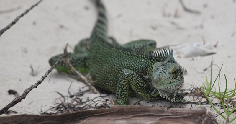 All inclusive en Guadeloupe : le guide pour choisir sans se tromper
