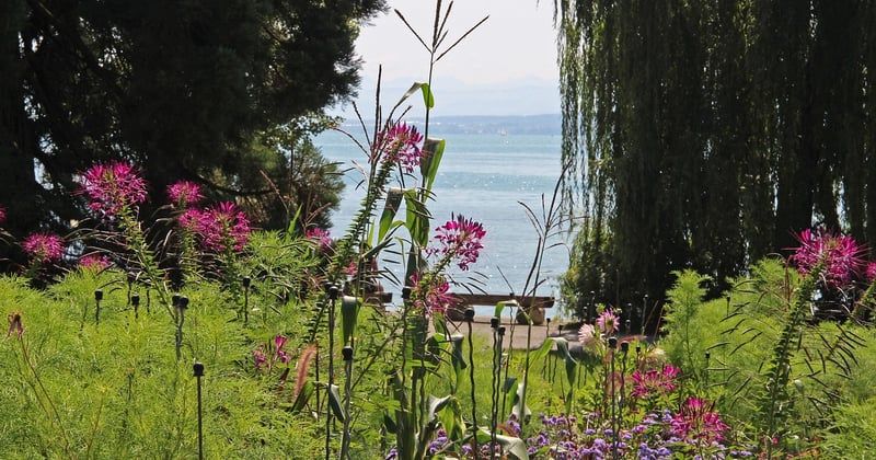 Île de Mainau : le joyau fleuri du lac de Constance à découvrir