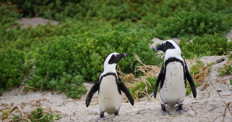 La plage elle-même : à quoi s'attendre une fois en bas