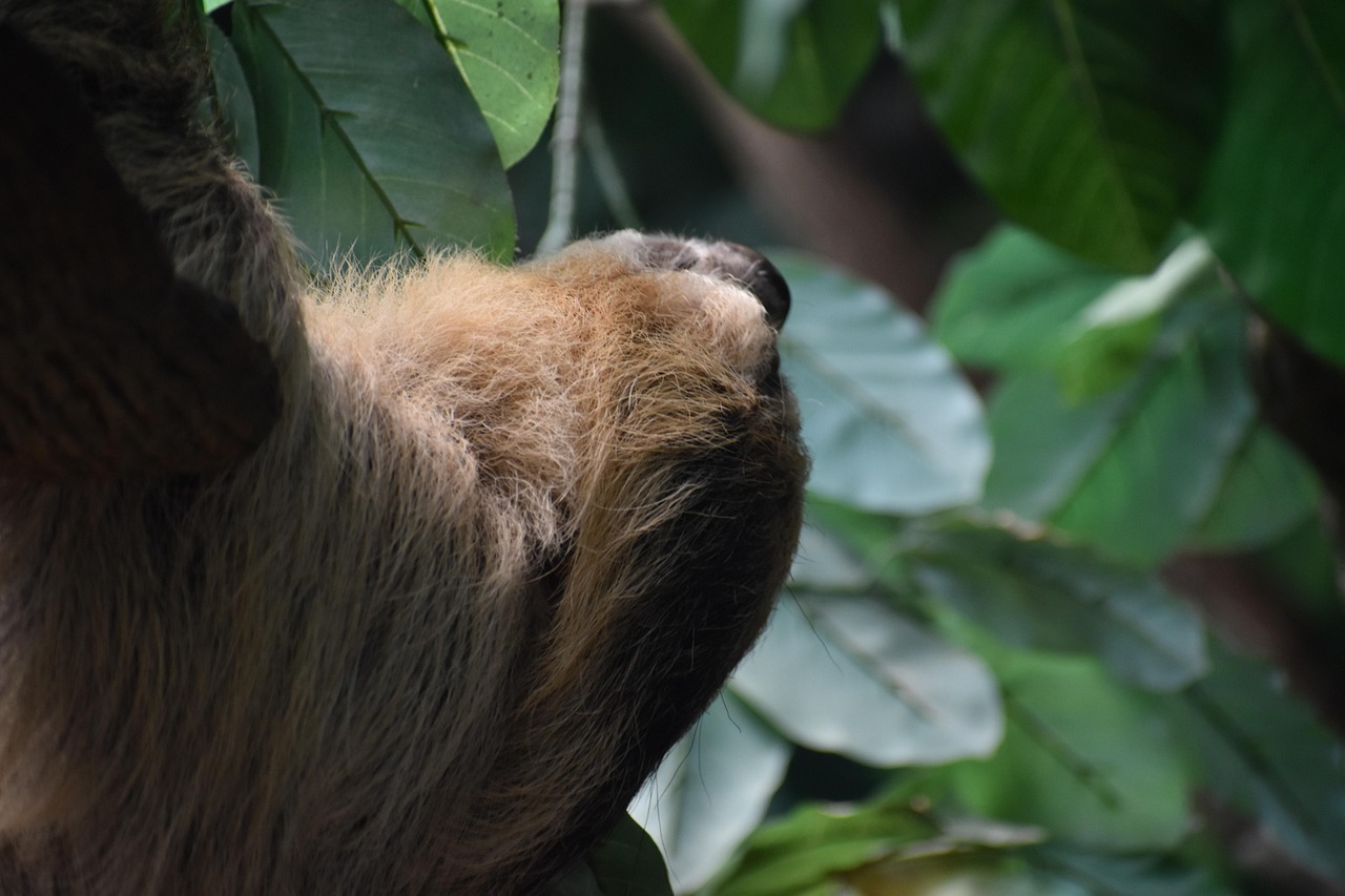 découvrez le slow travel, une approche de voyage axée sur la lenteur, la découverte authentique et le respect des cultures locales pour une expérience enrichissante et durable.